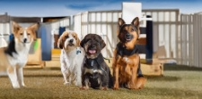 Click Here if you need Animal day Care